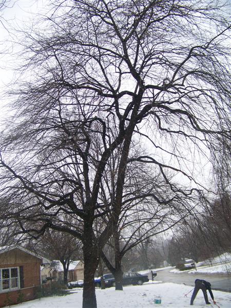 Picture of Nyssa sylvatica 'Penwood Weeper' Weeping Black Gum