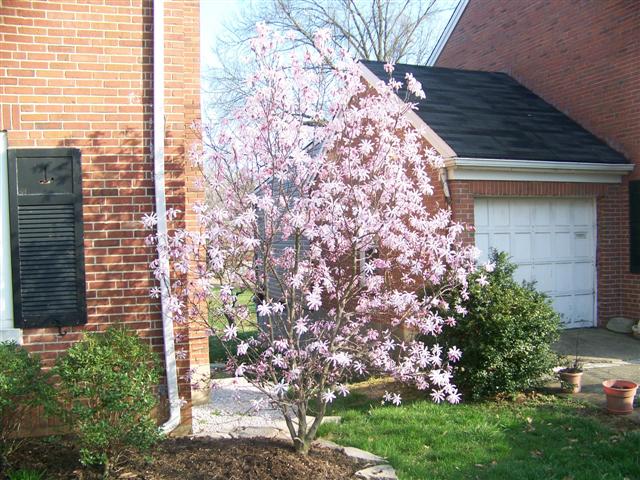 Picture of Magnolia x loebneri 'Leonard Messel' Leonard Messel Magnolia
