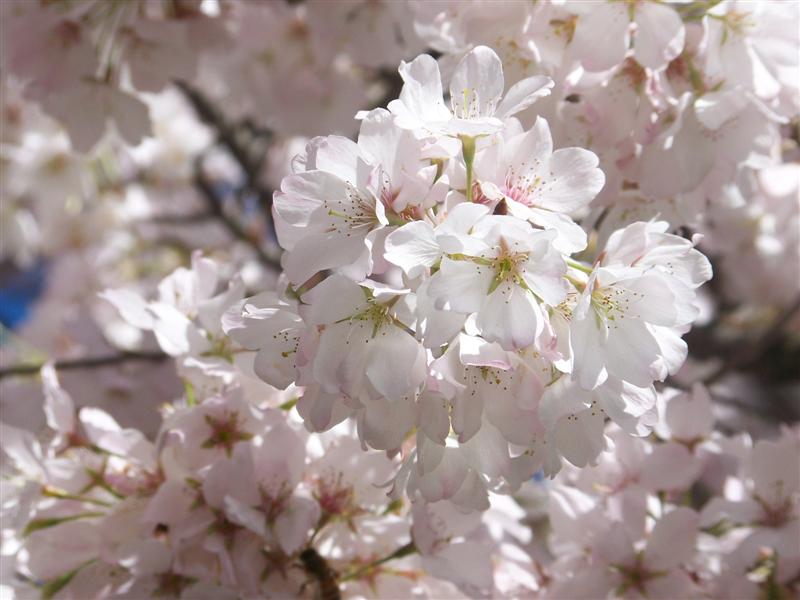 Picture of Prunus x yedoensis  Yoshino Cherry