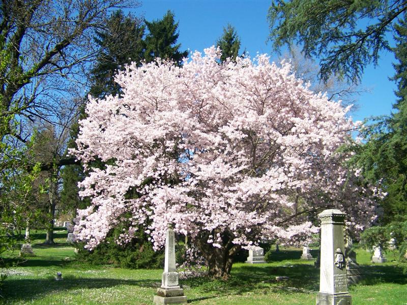 Picture of Prunus x yedoensis  Yoshino Cherry