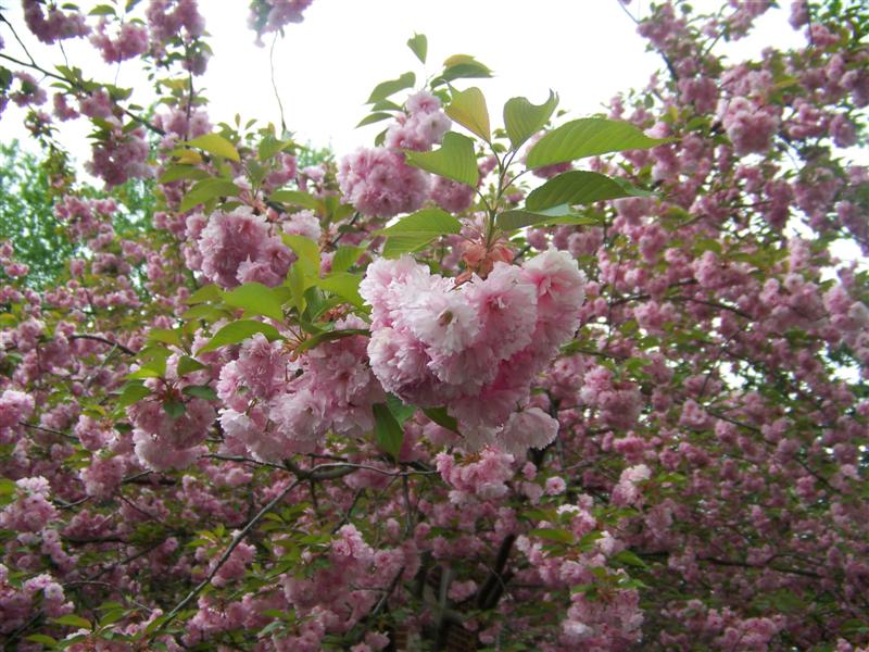 Picture of Prunus%20serrulata%20'Kwanzan'%20Kwanzan%20Double%20Flowering%20Cherry