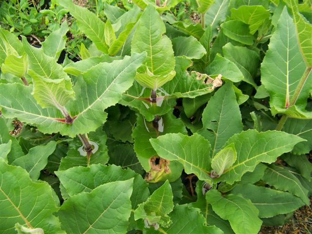 Picture of Silphium perfoliatum  Cup Plant