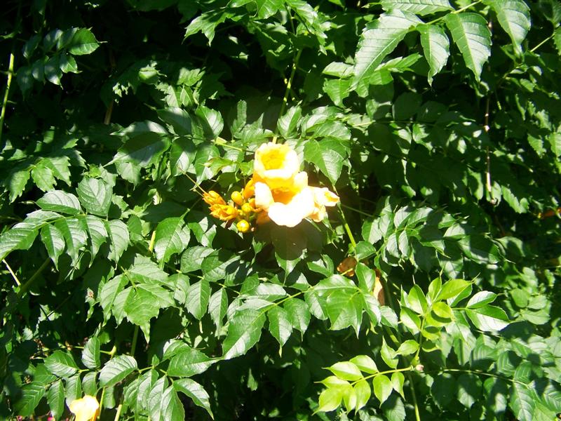 Picture of Campsis radicans 'Flava' Trumpet Creeper