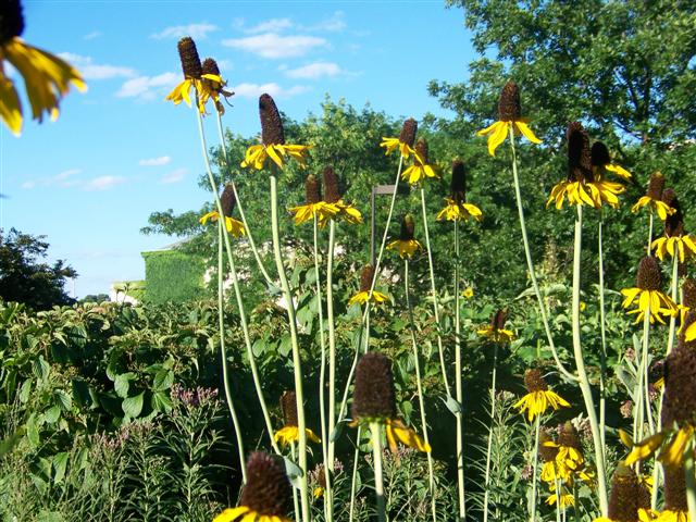 Picture of Rudbeckia maxima  Great Coneflower