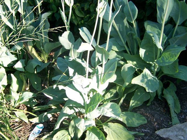 Picture of Rudbeckia maxima  Great Coneflower