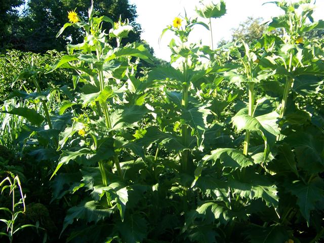 Picture of Silphium perfoliatum  Cup Plant