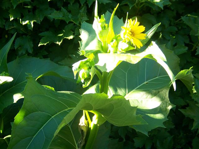 Picture of Silphium perfoliatum  Cup Plant