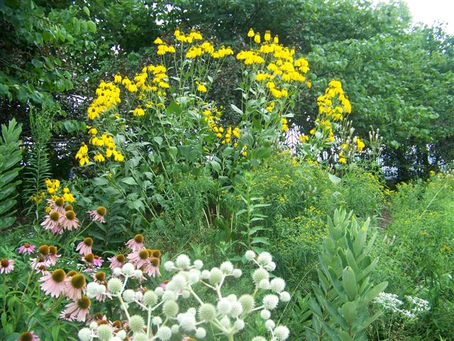 Picture of Rudbeckia nititda 'Autumn Sun' Autumn Sun Coneflower