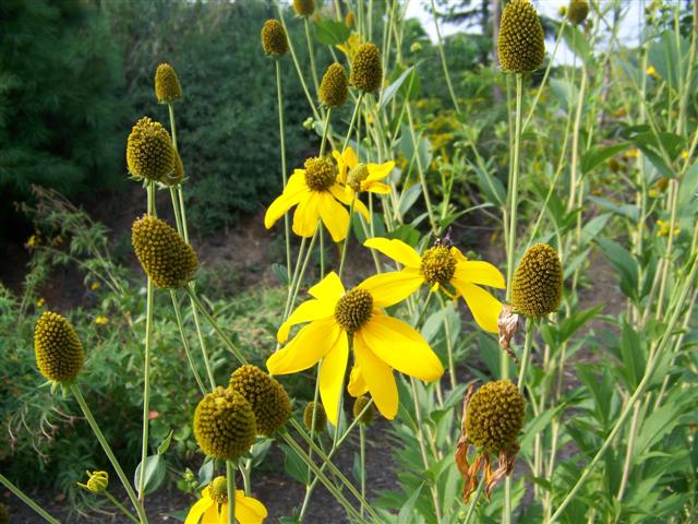 Picture of Rudbeckia nititda 'Autumn Sun' Autumn Sun Coneflower