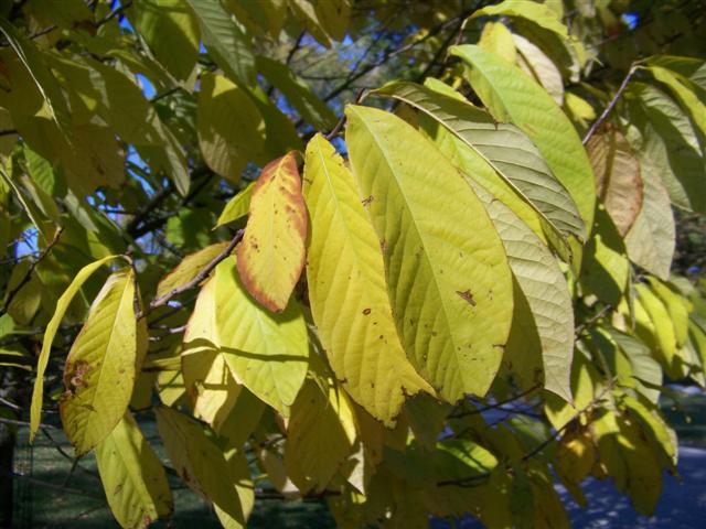 Picture of Asimina triloba  Common Pawpaw