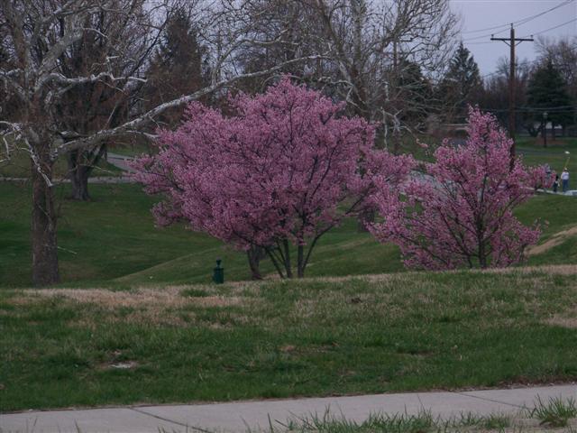 Picture of Prunus incisa x campanulata 'Okame' Okame Cherry