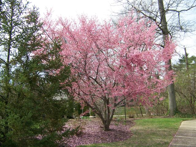 Picture of Prunus incisa x campanulata 'Okame' Okame Cherry