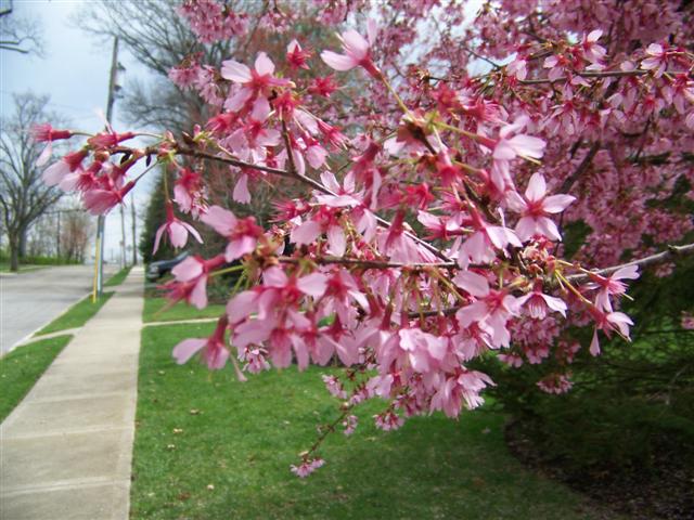 Picture of Prunus%20incisa%20x%20campanulata%20'Okame'%20Okame%20Cherry