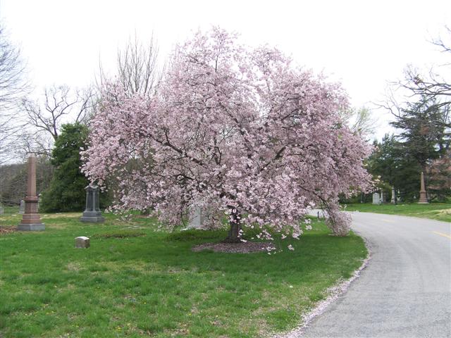 Picture of Prunus subhirtella 'Autumnalis' Autumn Flowering Higan Cherry