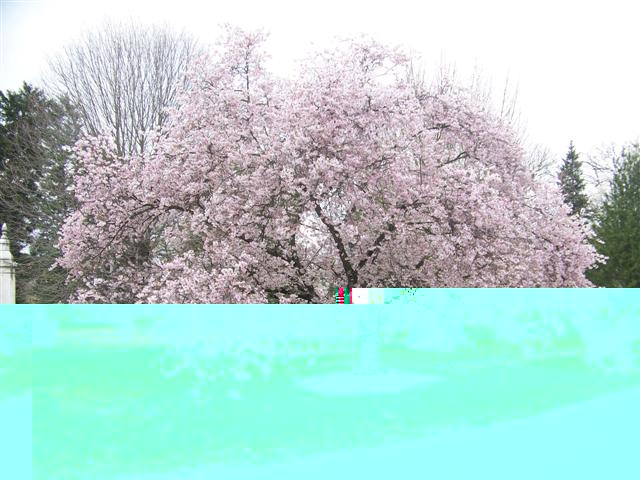 Picture of Prunus%20subhirtella%20'Autumnalis'%20Autumn%20Flowering%20Higan%20Cherry