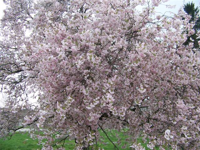 Picture of Prunus%20subhirtella%20'Autumnalis'%20Autumn%20Flowering%20Higan%20Cherry