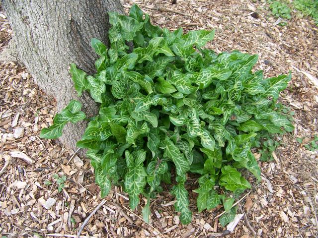 Picture of Arum italicum 'Pictum' Italian Arum