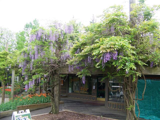 Picture of Wisteria floribunda  Japanese Wisteria