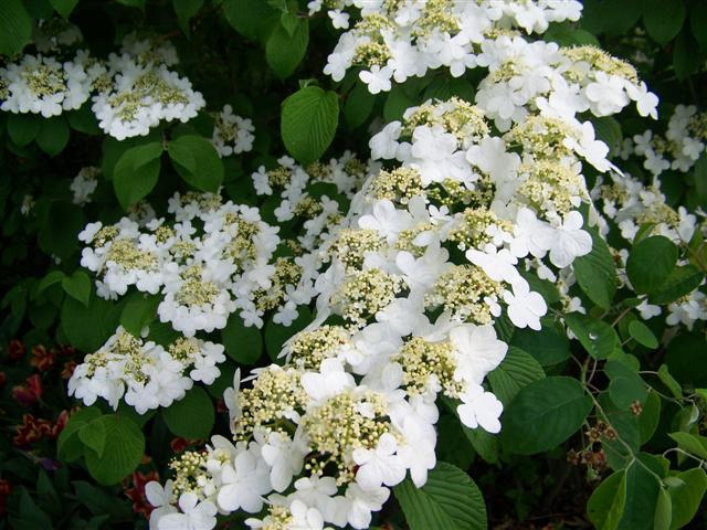 Picture of Viburnum plicatum f. tomentosum 'Shasta' Shasta Doublefile Viburnum