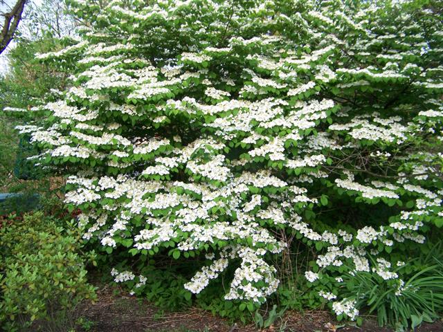 Picture of Viburnum plicatum f. tomentosum 'Shasta' Shasta Doublefile Viburnum