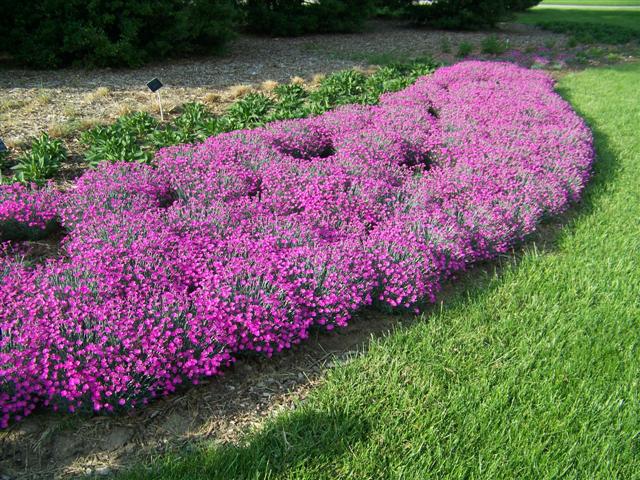 Picture of Dianthus gratianopolitanus 'Firewitch' Firewitch Dianthus