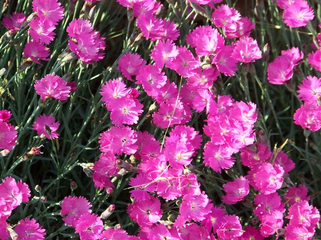 Picture of Dianthus gratianopolitanus 'Firewitch' Firewitch Dianthus