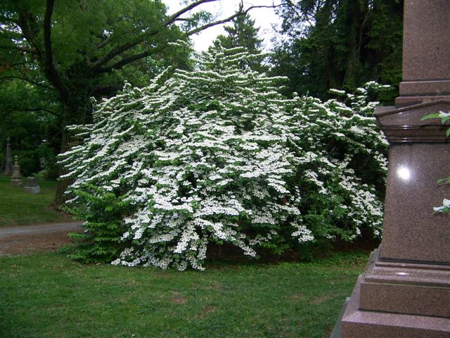 Picture of Viburnum plicatum f. tomentosum 'Shasta' Shasta Doublefile Viburnum