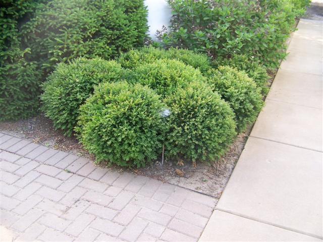 Picture of Buxus  'Northern Charm' Northern Charm Boxwood