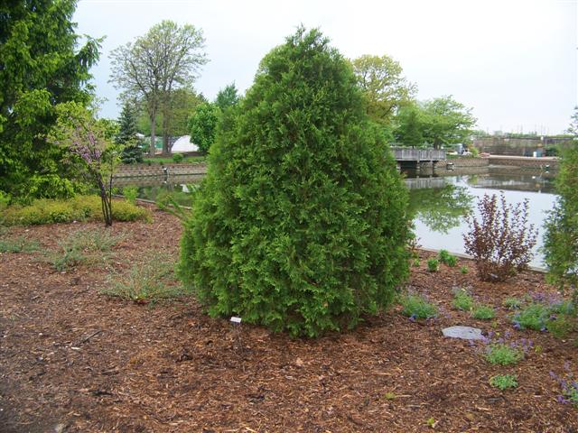 Picture of Thuja occidentalis 'Technito' Technito Arborvitae