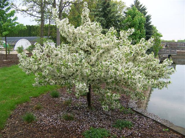 Picture of Malus sargentii 'Firebird' Firebird Crabapple