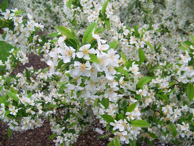 Picture of Malus sargentii 'Firebird' Firebird Crabapple