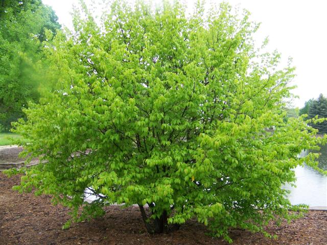 Picture of Carpinus caroliniana  American Hornbeam