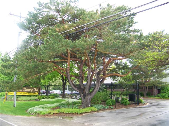 Picture of Pinus sylvestris  Scots Pine