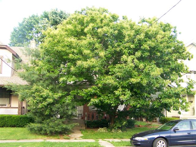 Picture of Castanea mollissima  Chinese Chestnut