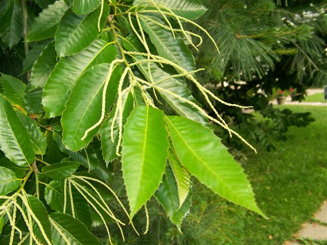 Picture of Castanea mollissima  Chinese Chestnut
