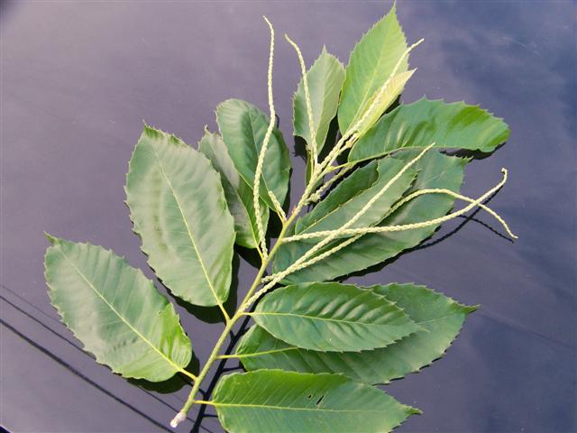 Picture of Castanea mollissima  Chinese Chestnut