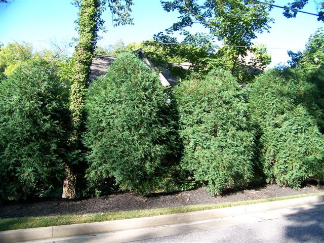 Picture of Thuja occidentalis 'Techny' Techny Eastern Arborvitae