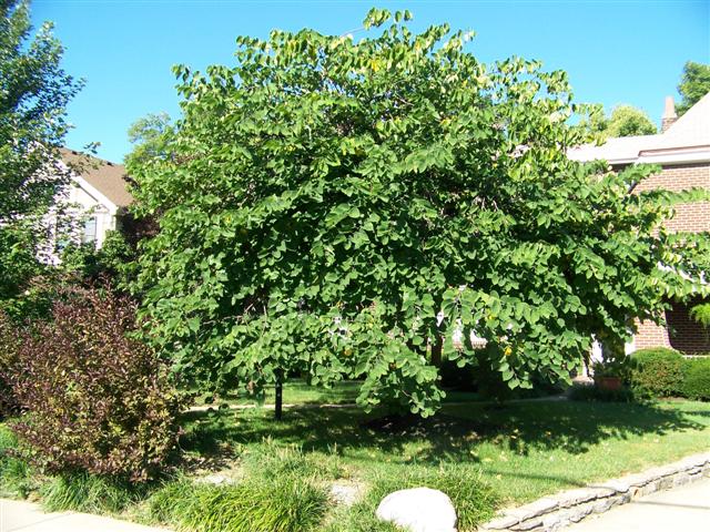 Picture of Cercis canadensis  Eastern Redbud