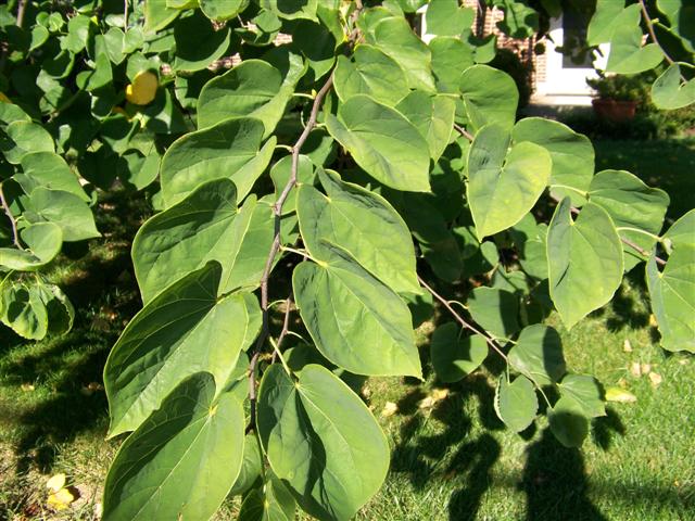 Picture of Cercis canadensis  Eastern Redbud