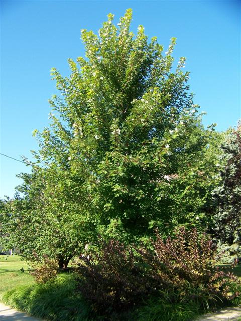 Picture of Acer x freemanii 'Autumn Blaze' Autumn Blaze Maple