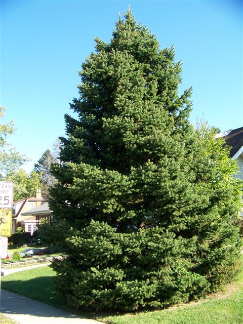 Picture of Picea pungens  Colorado Spruce