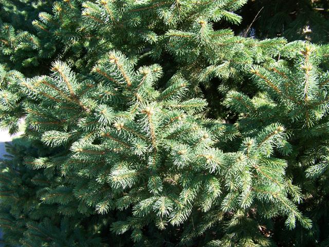 Picture of Picea pungens  Colorado Spruce