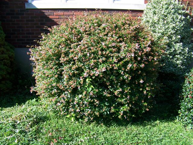 Picture of Abelia x grandiflora  Glossy Abelia