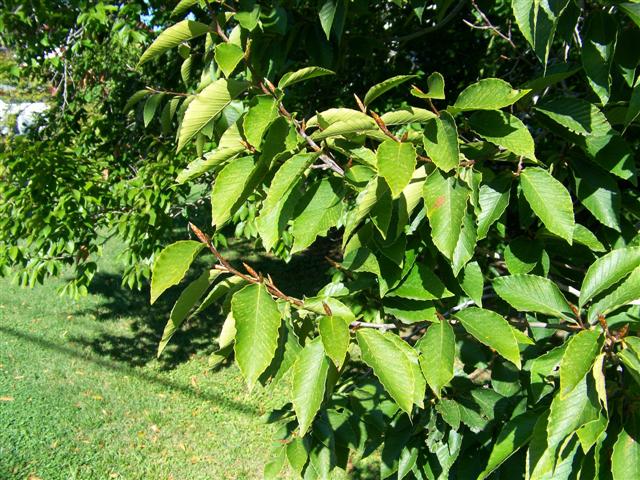 Picture of Fagus grandifolia  American Beech