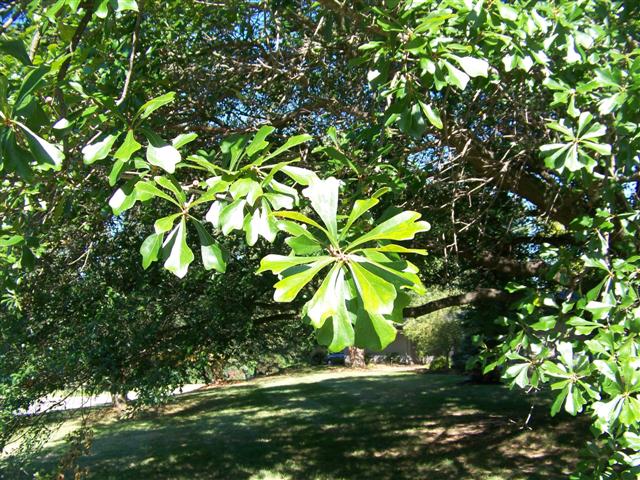 Picture of Quercus%20nigra%20%20Water%20Oak