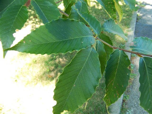 Picture of Fagus grandifolia  American Beech