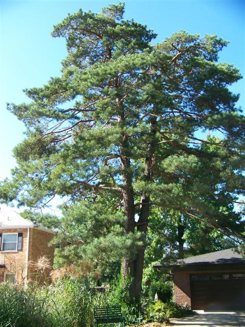 Picture of Pinus sylvestris  Scots Pine