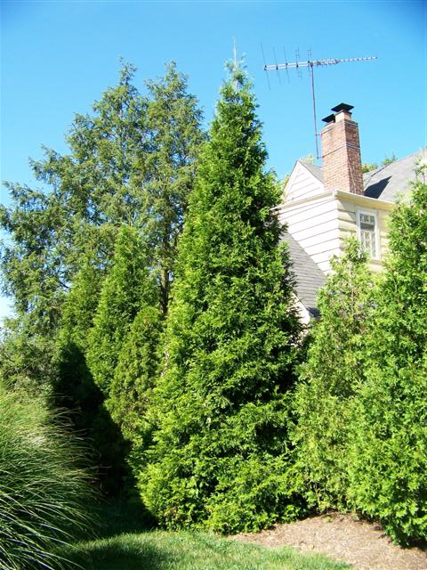 Picture of Thuja plicata 'Grovpli' Spring Grove� Spring Grove Western Arborvitae