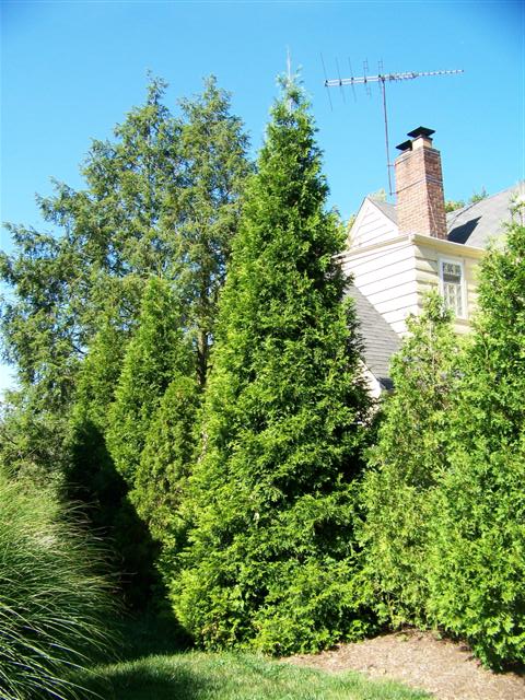 Picture of Thuja%20plicata%20'Grovpli'%20Spring%20Grove%C2%AE%20Spring%20Grove%20Western%20red-cedar