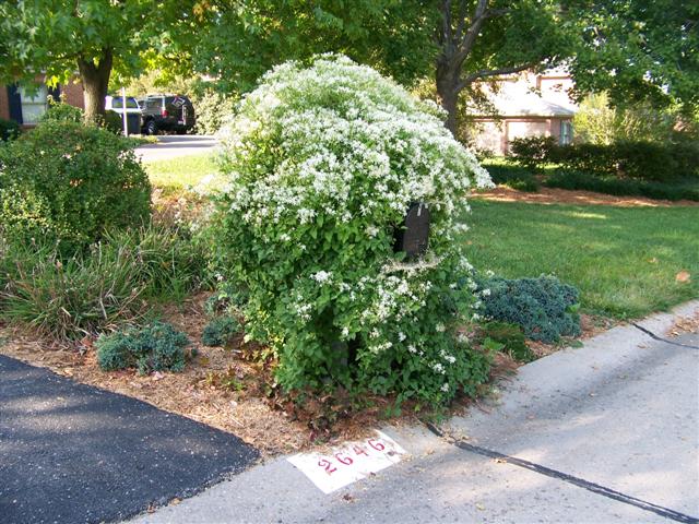 Picture of Clematis maximowicziana  Sweetautumn Clematis